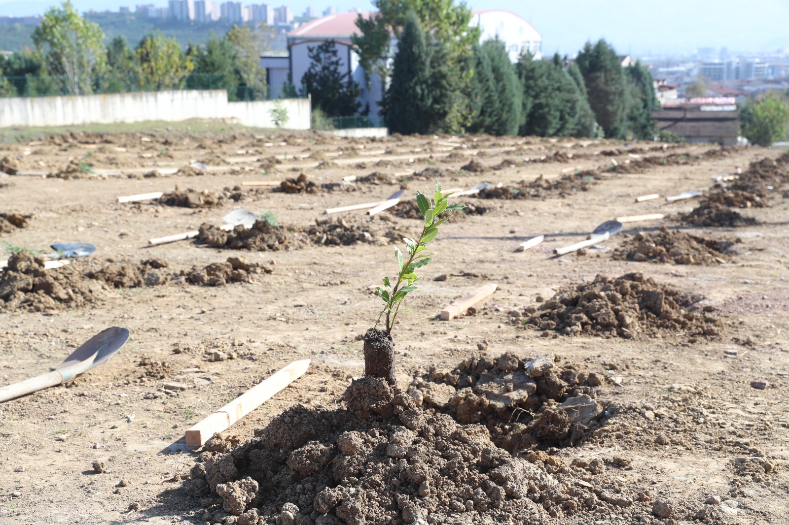 Hatira Ormani Fidan Dikimi (2)