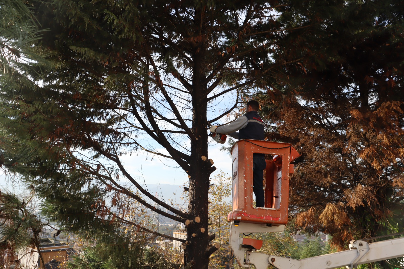 Tehlike arz eden ağaçlara müdahale(7)