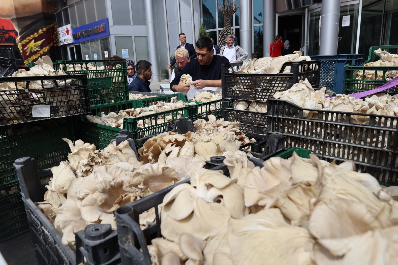 İzmit Belediyesi vatandaşlara İstiridye mantarı dağıttı (5)