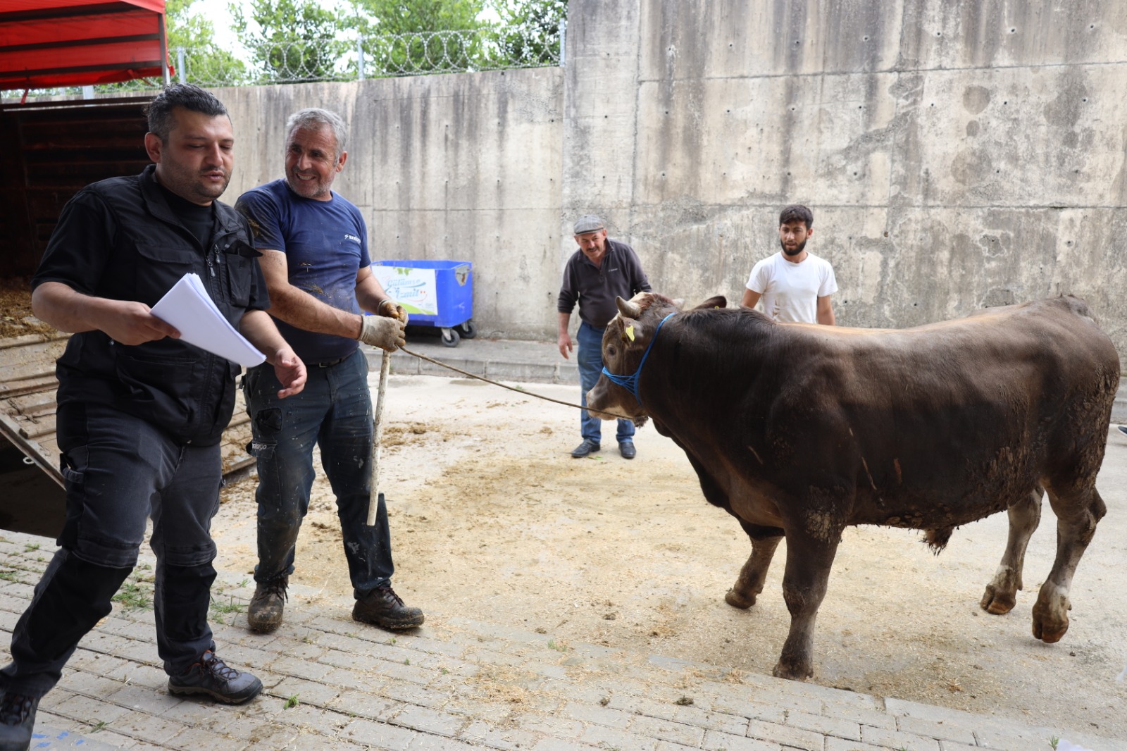 İzmit Belediyesi Modern Hayvan Pazarına kurbanlıklar gelmeye başladı (2)