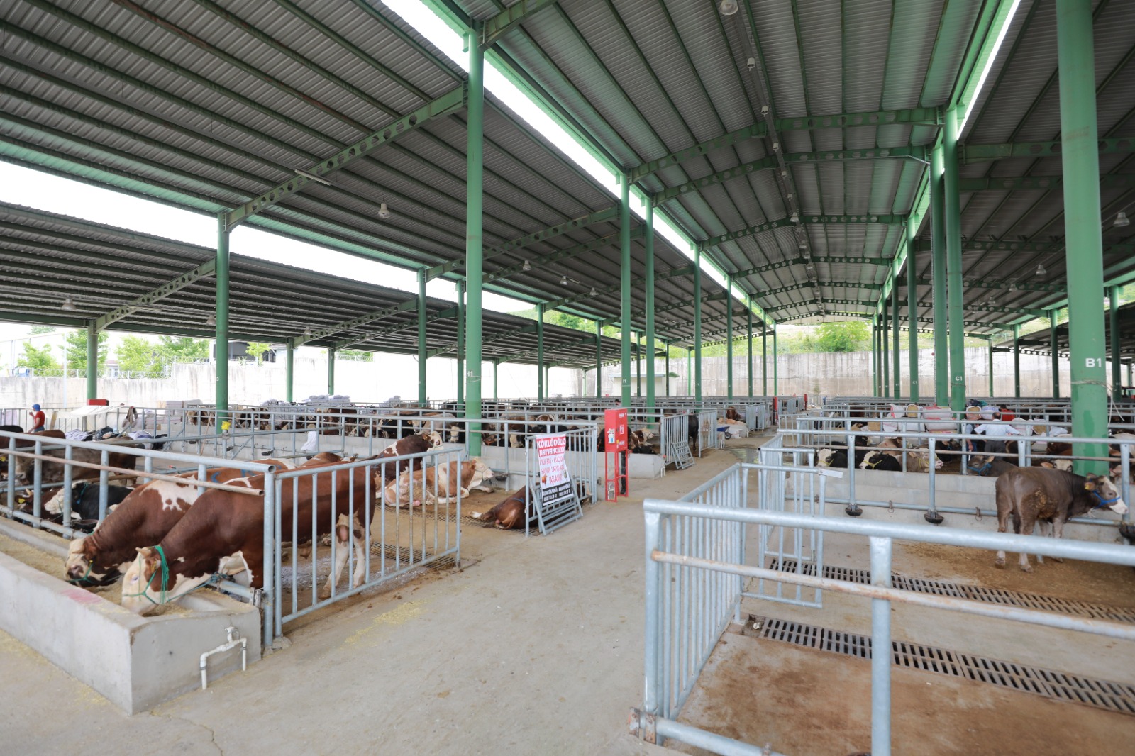 Kurban satışı için Modern Hayvan Pazarına ön kayıtlar başladı (1)