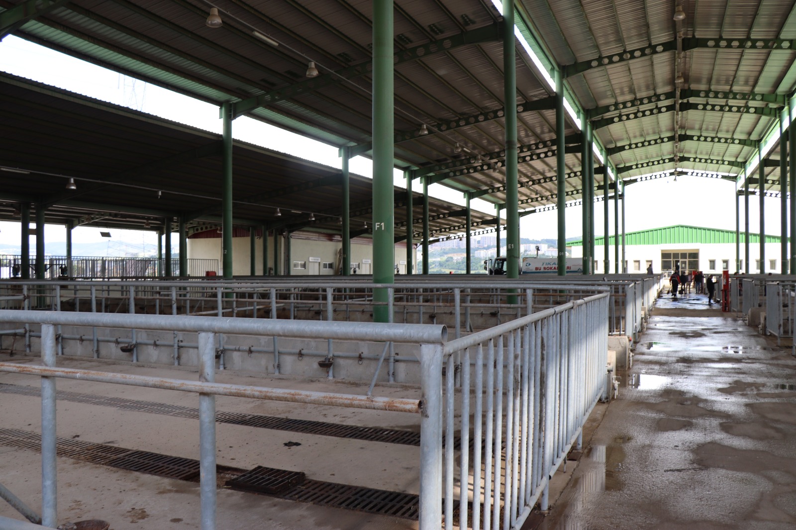 Modern Hayvan Pazarı, Kurban Bayramı’na hazırlanıyor (8)
