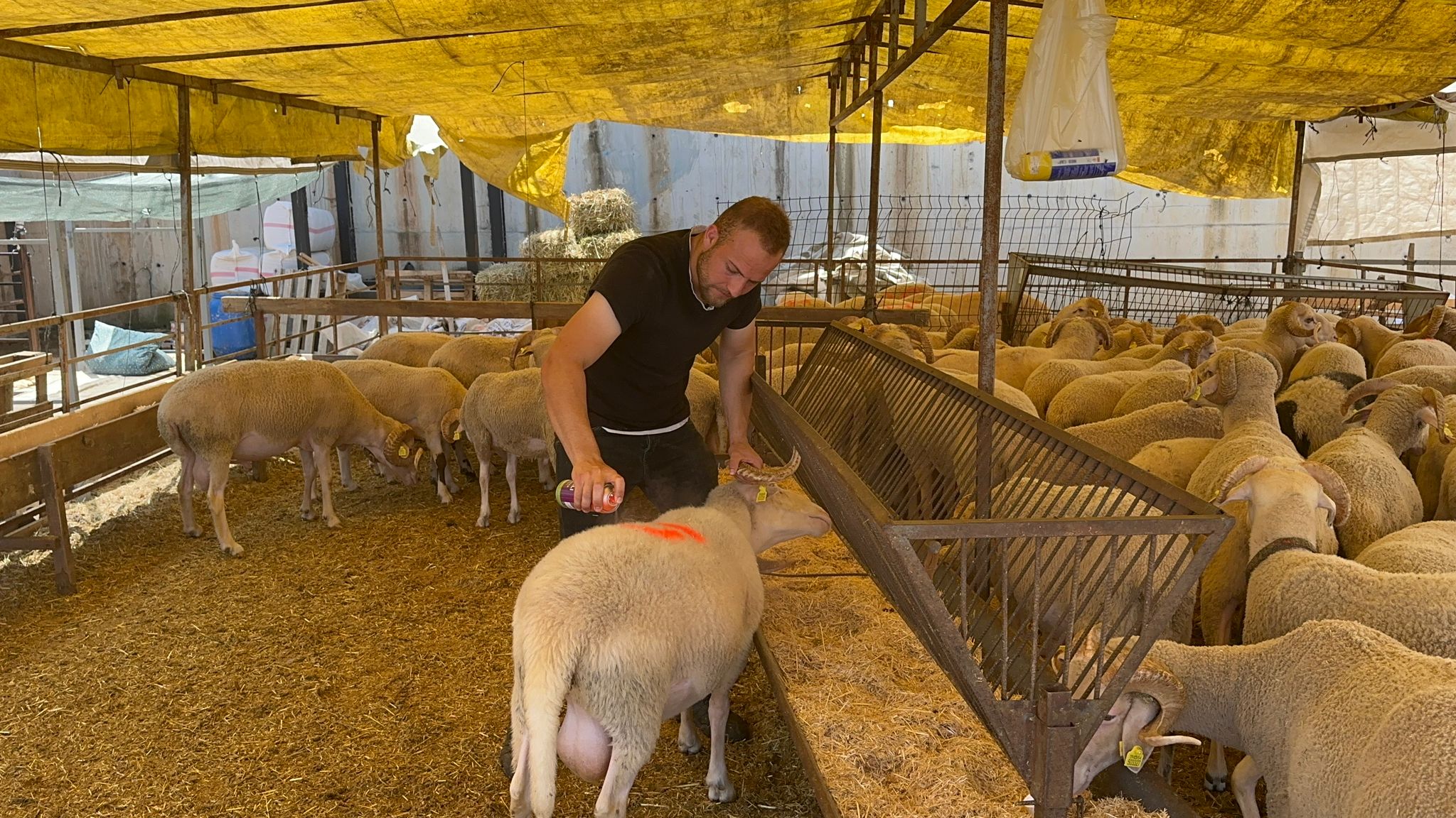 Modern Hayvan Pazari'nda kurbanlik alisverisi devam ediyor (3)