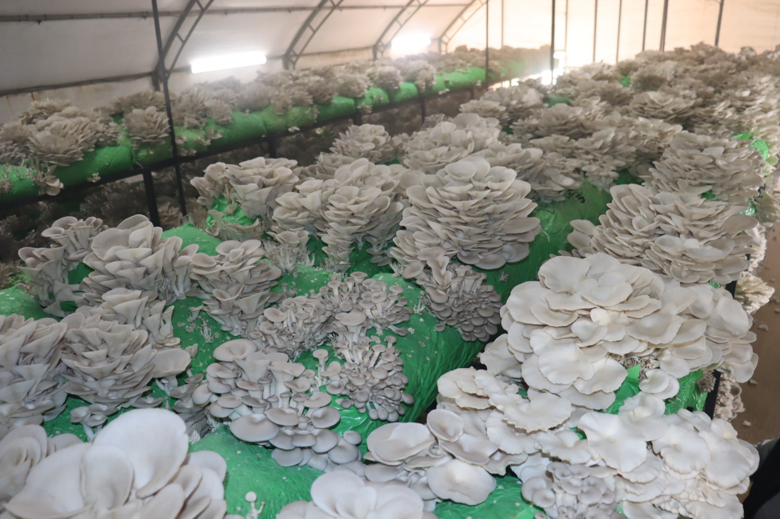 İzmit Belediyesinden 2,5 tonluk istiridye mantarı hasadı (2)