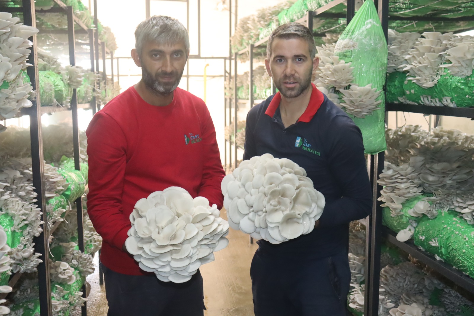 İzmit Belediyesinden 2,5 tonluk istiridye mantarı hasadı (3)
