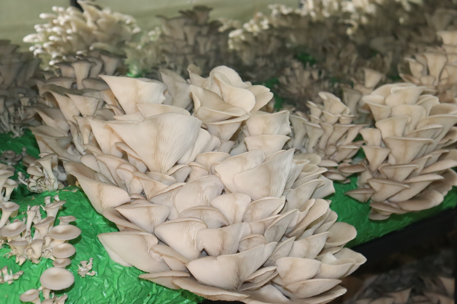İzmit Belediyesinden 2,5 tonluk istiridye mantarı hasadı (5)