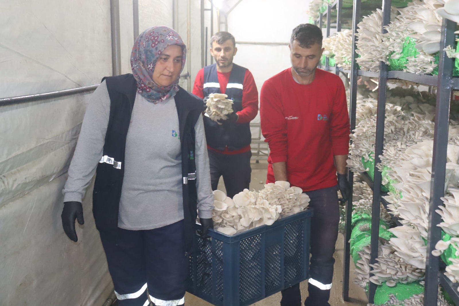 İzmit Belediyesinden 2,5 tonluk istiridye mantarı hasadı (6)