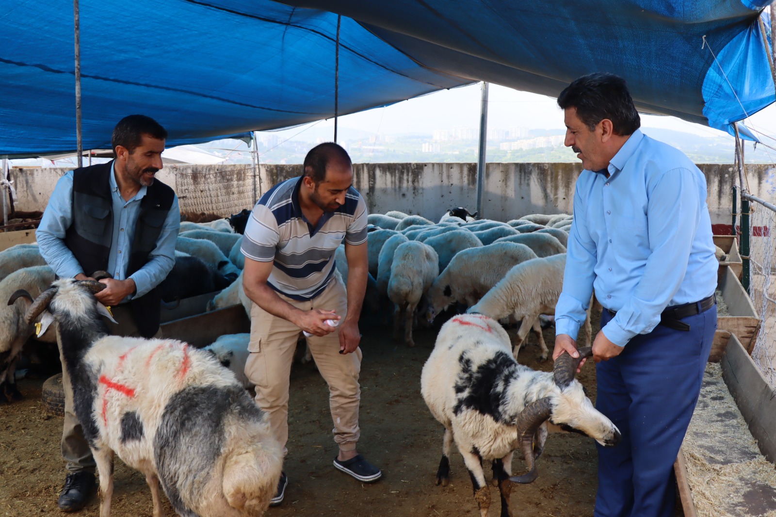 İzmit Belediyesi Modern Hayvan Pazarı’nda kurbanlık satışları devam ediyor (1) İzmit Belediyesi Modern Hayvan Pazarı’nda kurbanlık satışları devam ediyor (1)